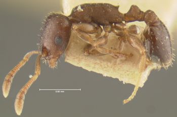 Media type: image; Entomology 21043   Aspect: habitus lateral view